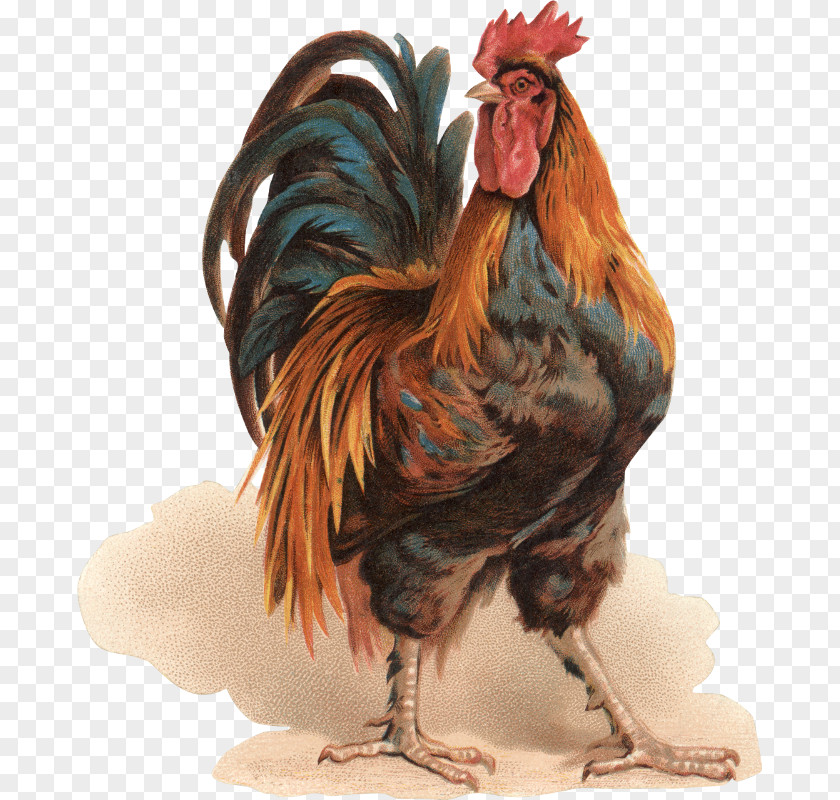 Painting Rooster Silkie Chicken Coop Bokmärke PNG