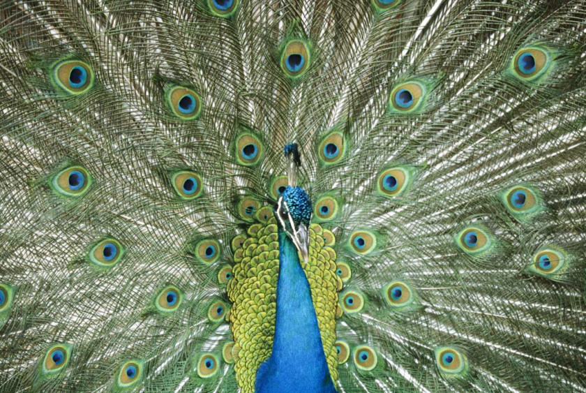 Peacock Asiatic Peafowl Bird Green Feather PNG