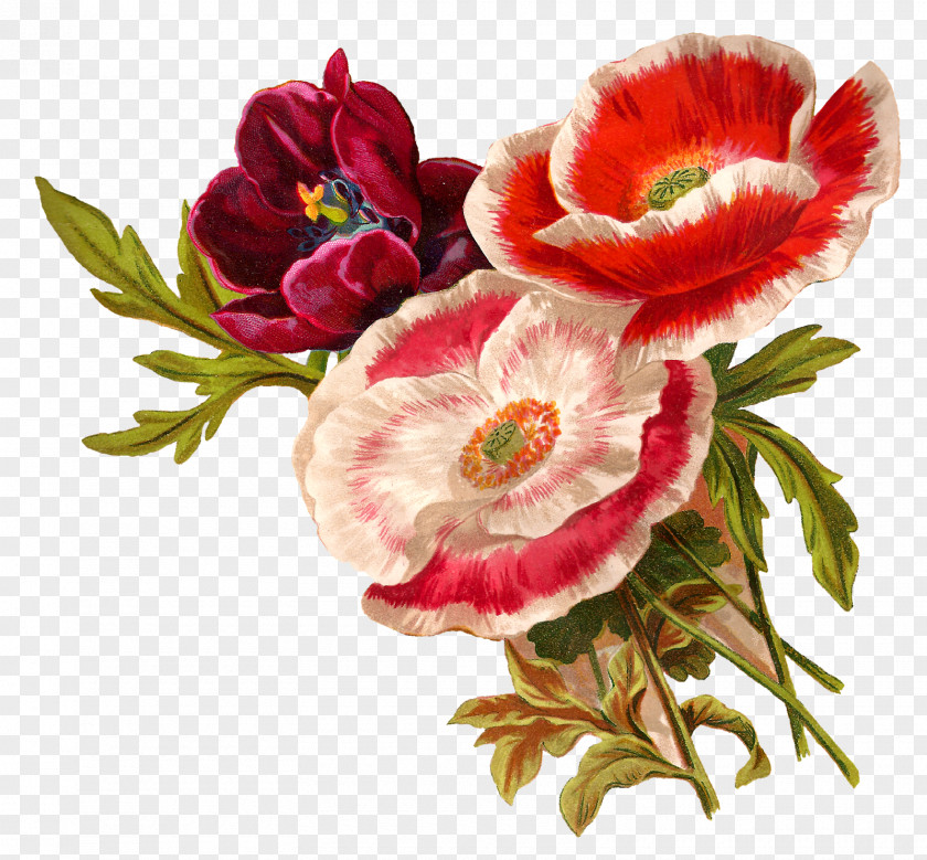 Artwork Flower Floral Design Poppy Botanical Illustration Clip Art PNG