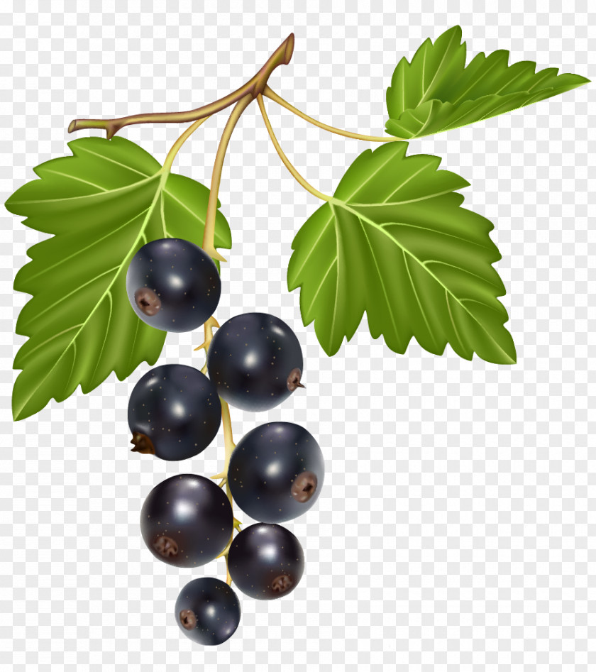 Blueberries Italian Cuisine Lombardi's Berry Blackcurrant PNG