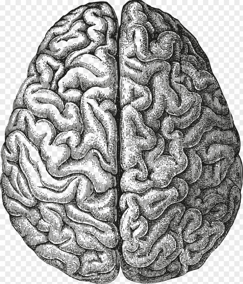 Brain Drawing Human Clip Art Image PNG