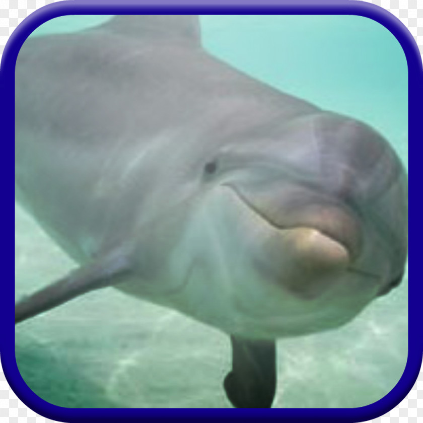 Dolphine Common Bottlenose Dolphin Wholphin Tucuxi Short-beaked Monkey Madness Kart Racing PNG