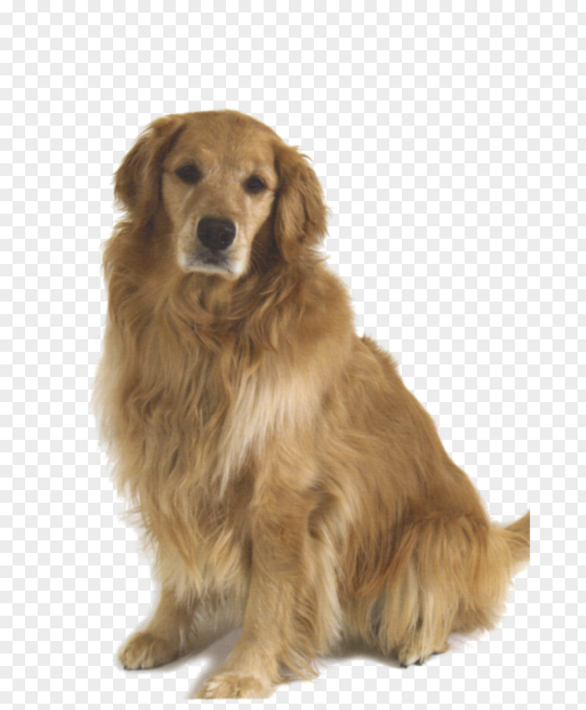Golden Retriever Dog Breed Companion PNG