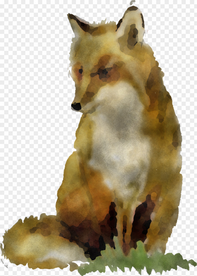 Red Fox Wildlife Snout Coyote PNG