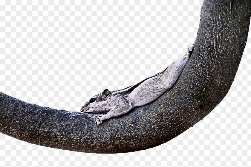 Reptiles Science Biology PNG