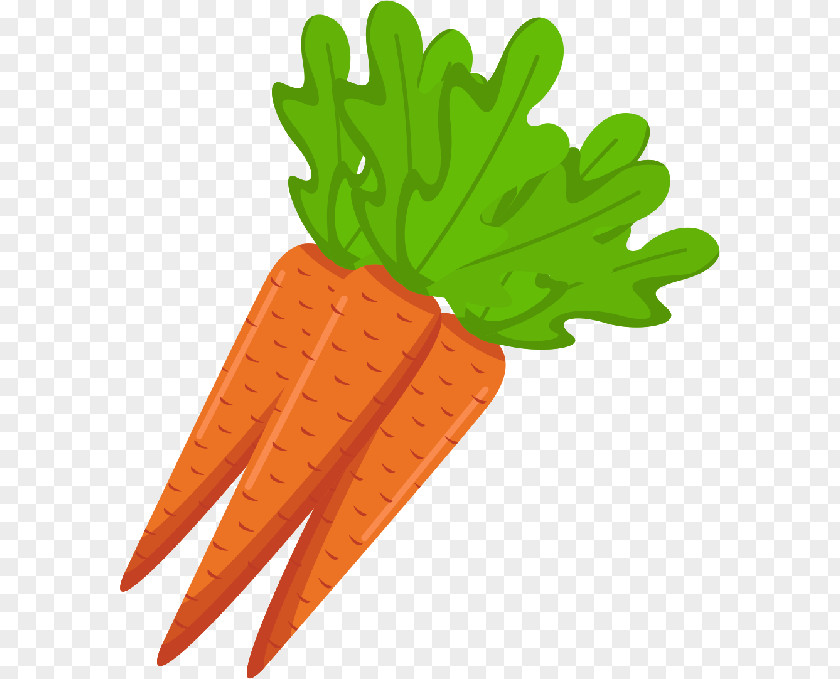 Carrot Vegetarian Cuisine Vegetable Radish PNG