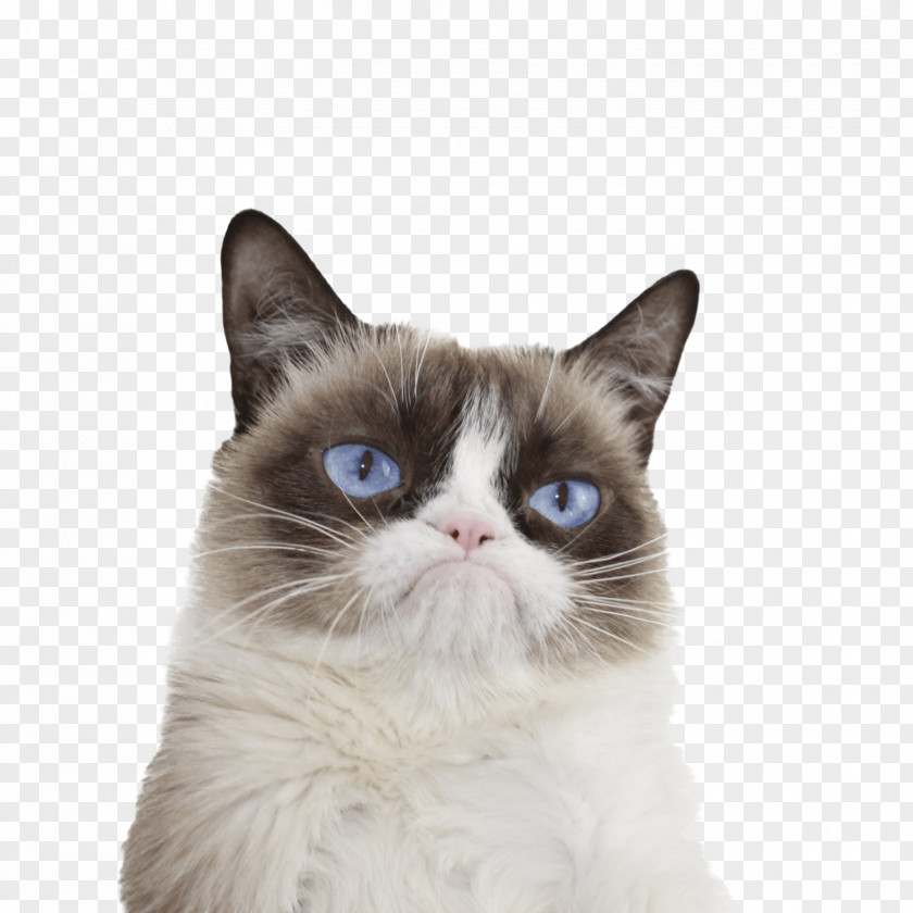 Cats Grumpy Cat Kitten Clip Art PNG