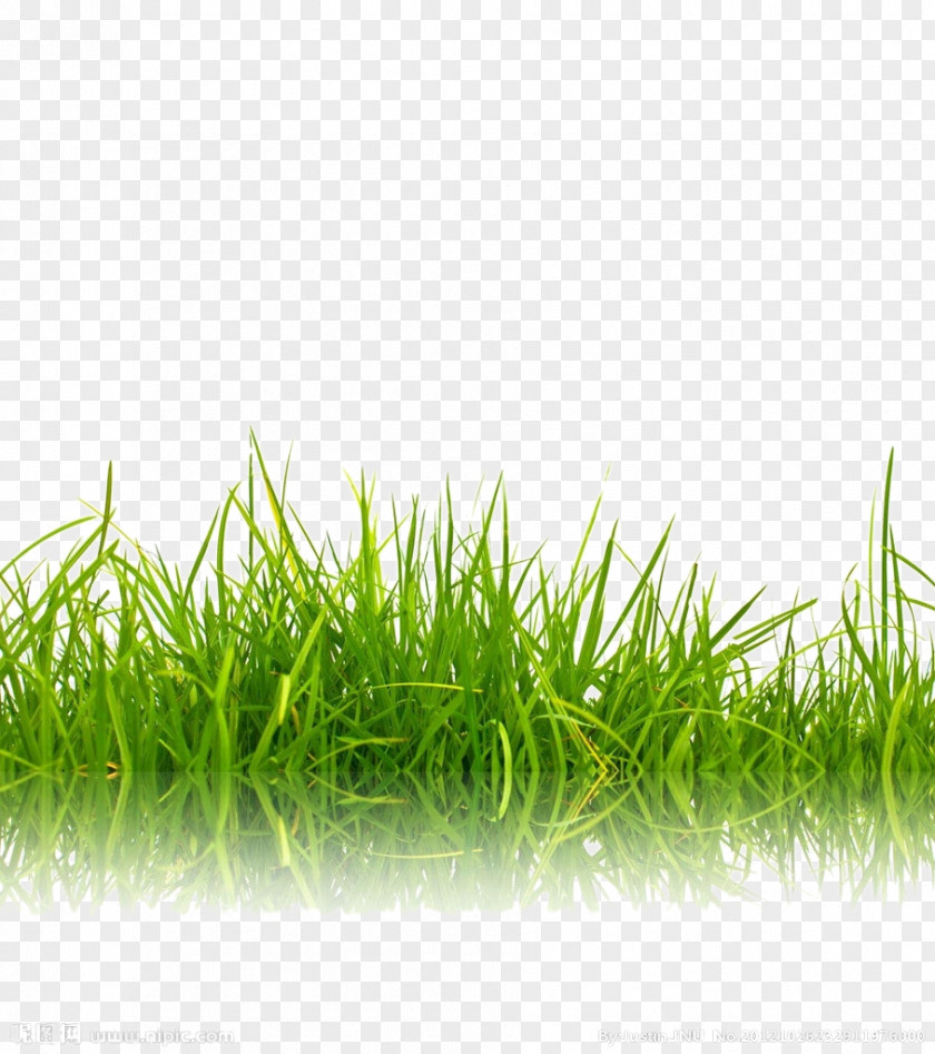Green Grass Background Image Stock Photography Shutterstock PNG