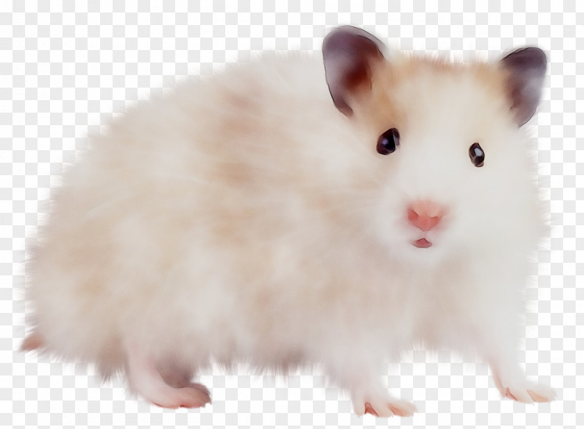 Mus Hamster Rodent Computer Mouse Brown Rat PNG