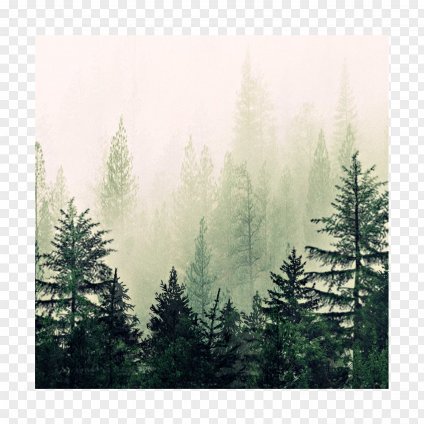 Oldgrowth Forest Temperate Broadleaf And Mixed Watercolor Nature Background PNG