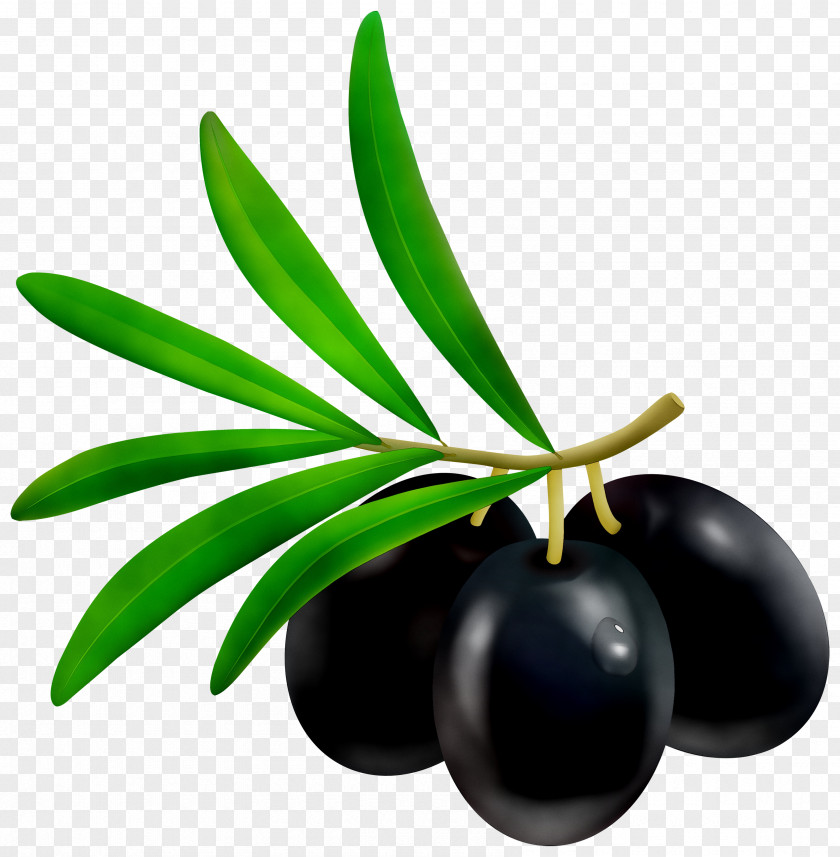Olive Branch Leaf Fruit PNG