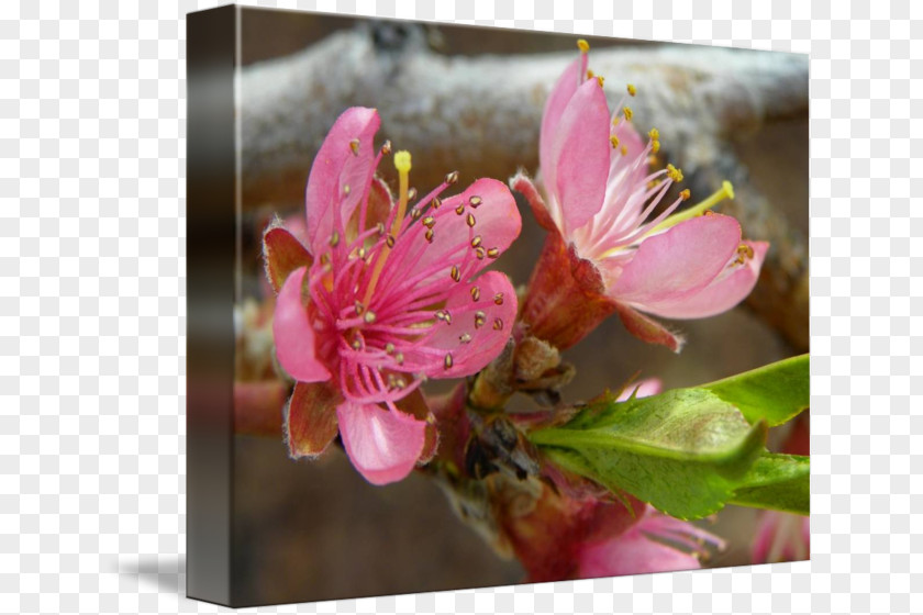 Peach Blossom Flower Petal Fine Art PNG