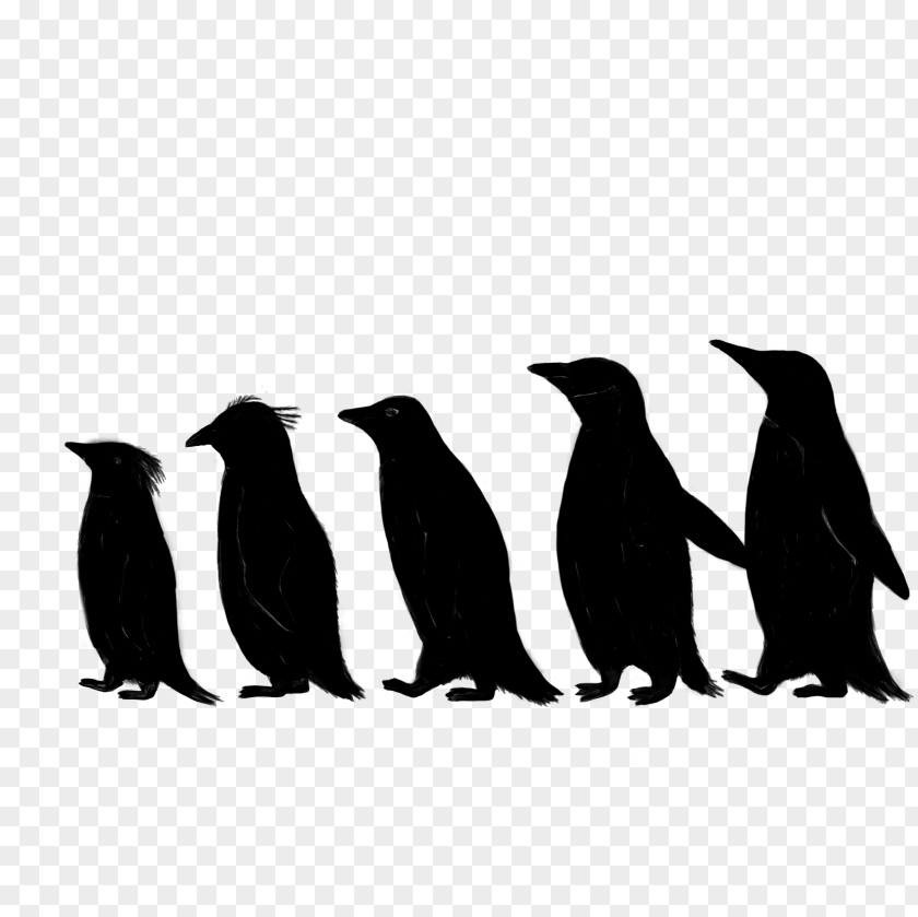 Penguin Fauna Silhouette Beak PNG