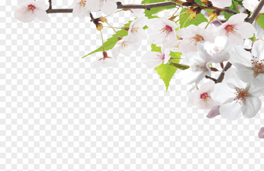Simple Peach Dream Google Images Search Engine Cherry Blossom PNG