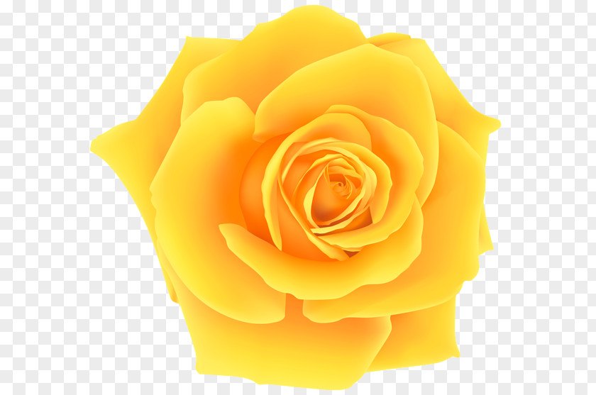 Yellow Rose Clip Art PNG