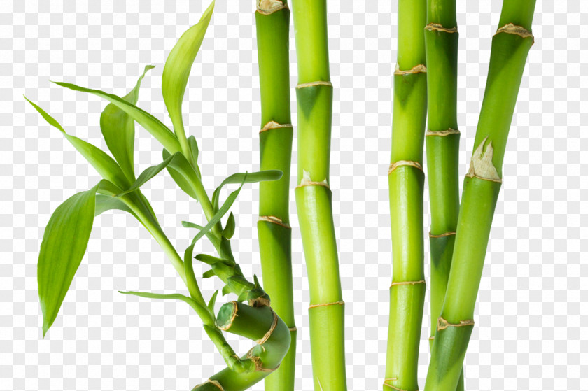 Bamboo Bamboe Plant Stem Paper Bud PNG