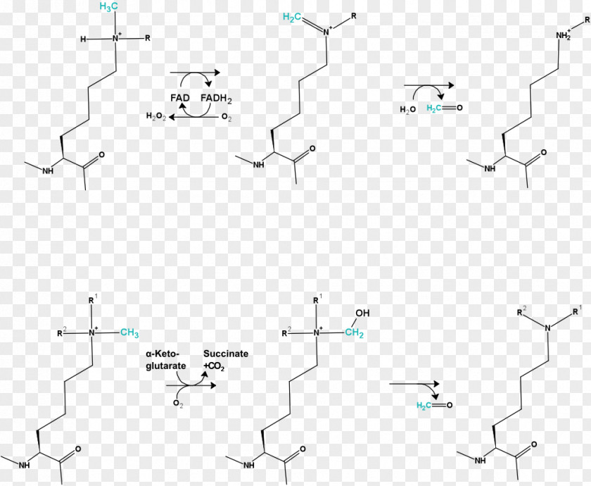 Mechanism Demethylation DNA Methylation Histone PNG