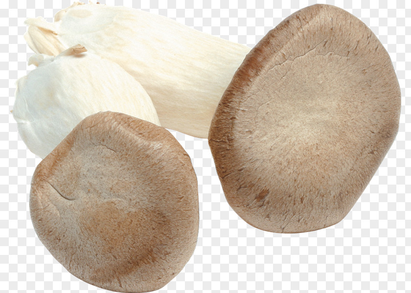 Mushroom Clip Art Fungus Photography Image PNG