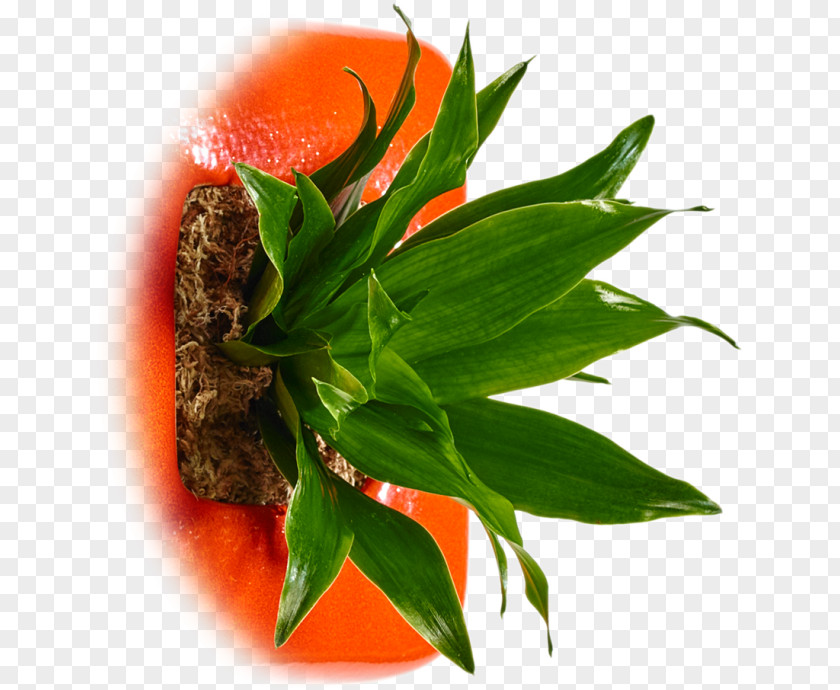 Orange Germany Citrus × Sinensis PNG