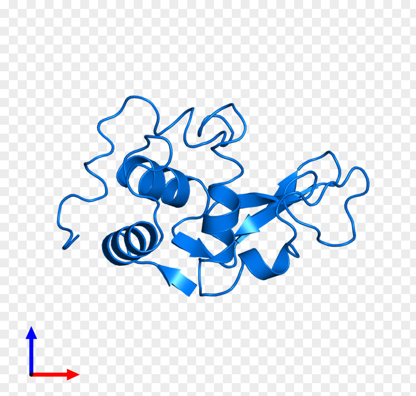 Enzyme Lysozyme Protein Tertiary Structure Bromelain Active Site PNG