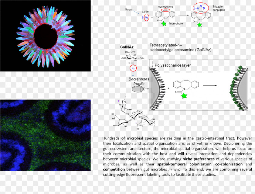 Eye Graphic Design Green Fluorescent Protein Brand Pattern PNG