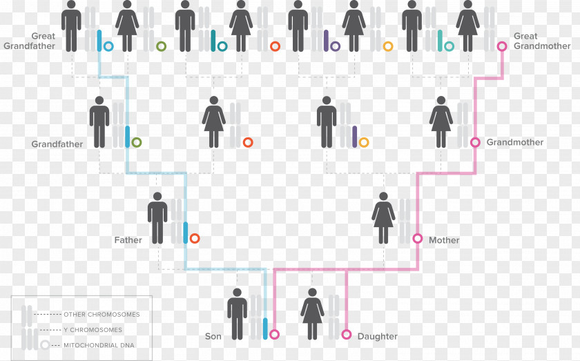Tree Combination Map Deep Ancestry Ancestor Genealogical DNA Test Haplogroup Genetics PNG
