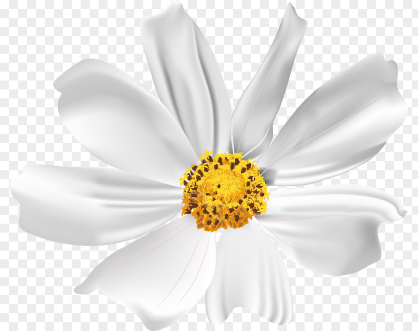 White Chamomile Dendranthema Lavandulifolium Transvaal Daisy Clip Art PNG