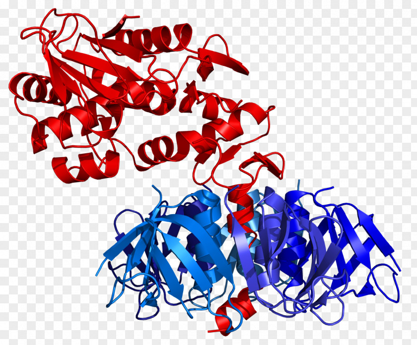 Bacteria E. Coli Shiga Toxin Shiga-like Shigatoxigenic And Verotoxigenic Escherichia PNG