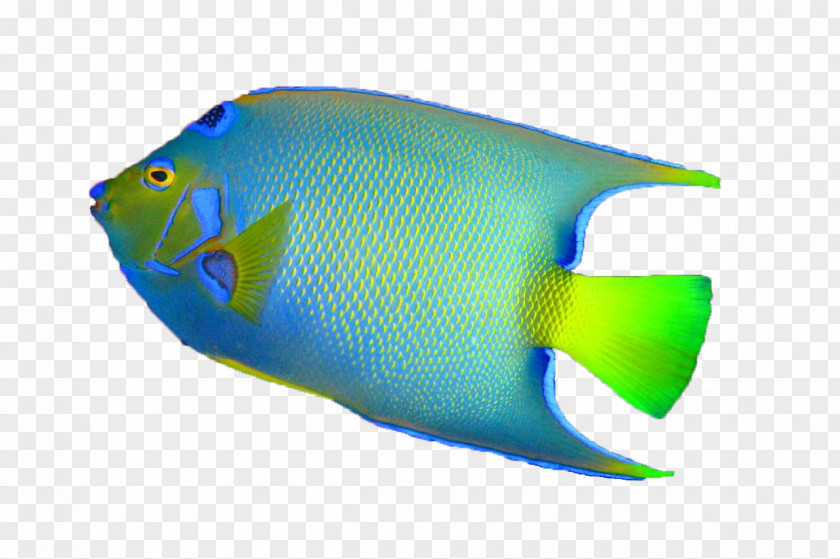 Fish Desktop Wallpaper Bass PNG