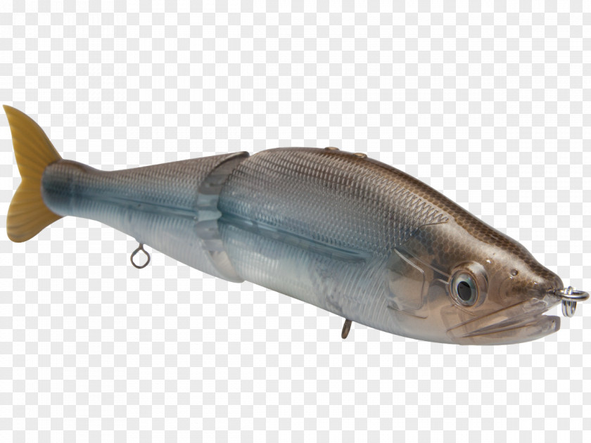 Largemouth Bass Milkfish 09777 Fish Products Oily Salmon PNG