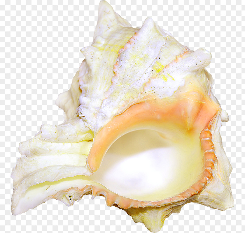 Seashell Cockle Shellfish Conch PNG