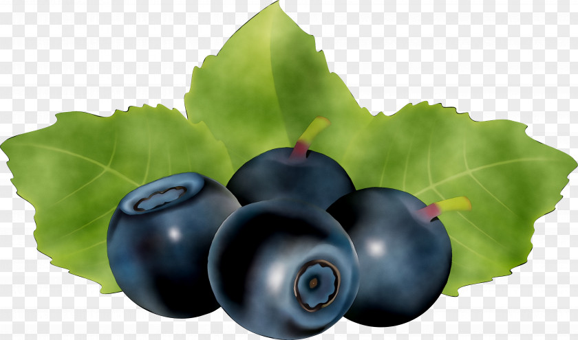 Bilberry Blueberry Huckleberry STXEA NR EUR Superfood PNG