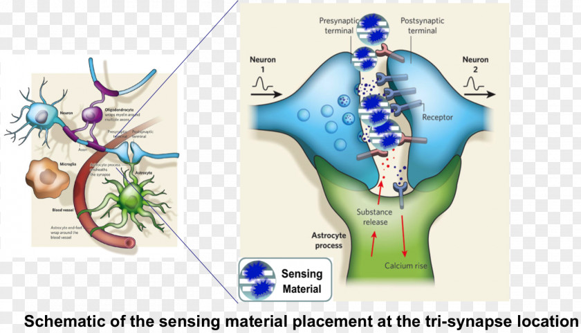 Brain Glia Organism Graphic Design PNG