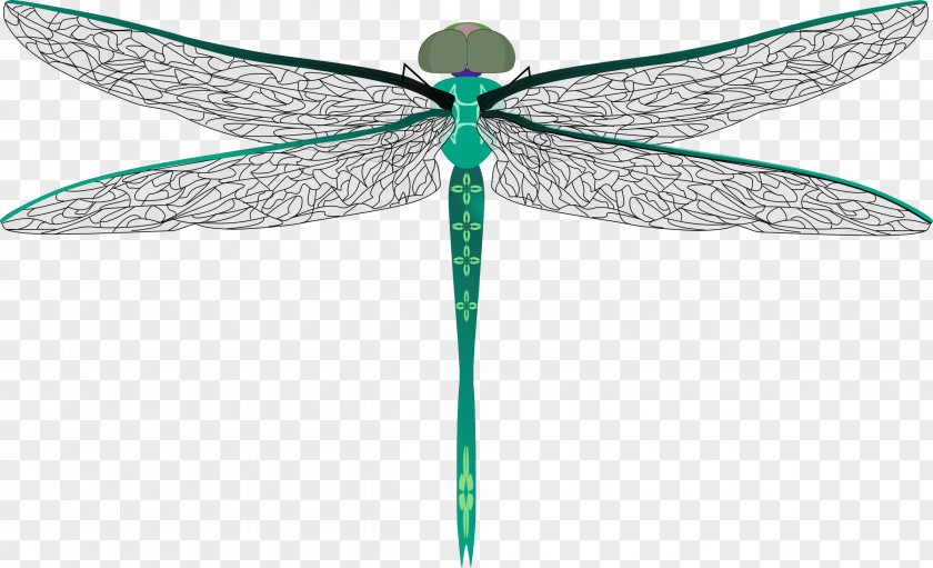 Dragonfly Insect Drawing Mosquito Clip Art PNG