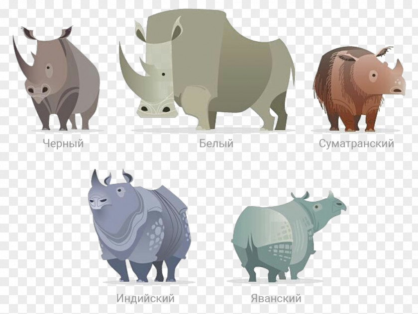 Javan Rhino Endangered Species Rhinoceros Indian Western Black Save The Horn PNG