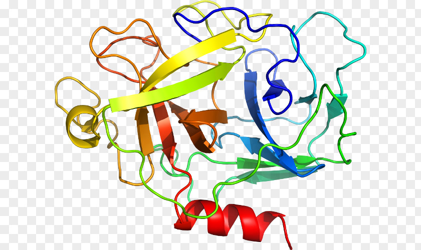 MST1 Structure Kringle Domain Gene Hepatocyte Growth Factor PNG