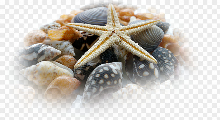 Starfish Shore Bank Seashell PNG