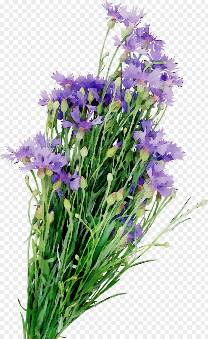 English Lavender Floral Design Cut Flowers Annual Plant PNG