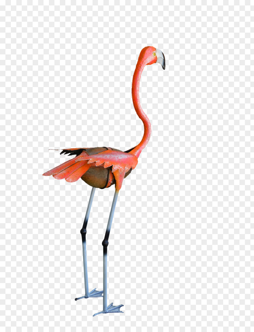 Flamingo Water Bird Crane Vertebrate PNG