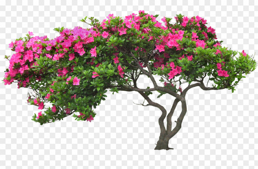 Flower Wall Tree PNG