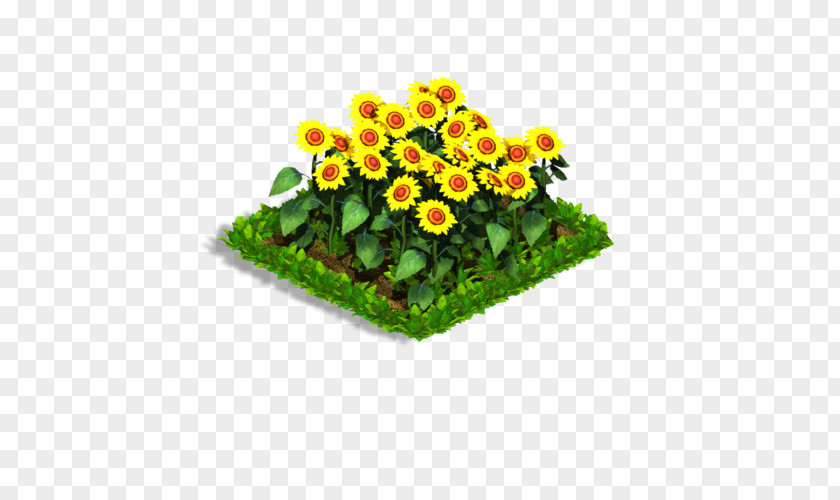 Sunflowers Flowerpot Annual Plant Herbaceous PNG