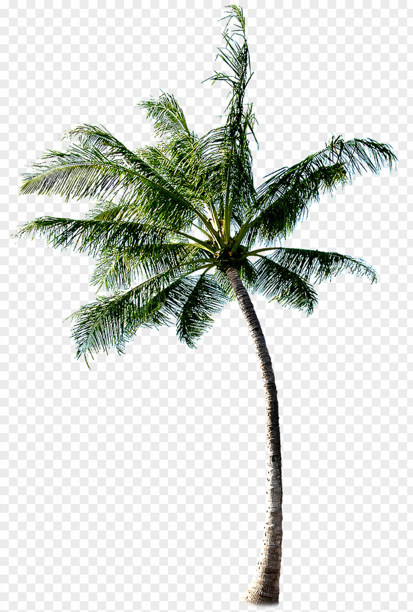 Tree Cachaxe7a Coconut PNG