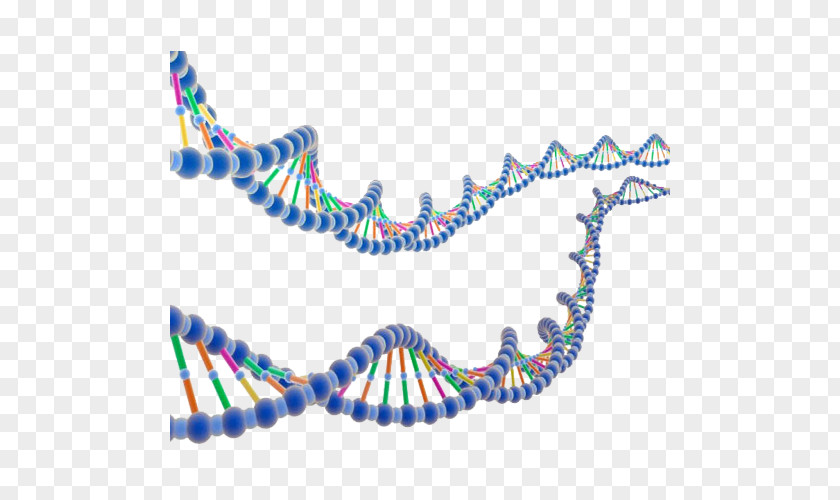 Two Chain Gene ENCODE DNA Molecular Biology Nucleic Acid Double Helix Research PNG
