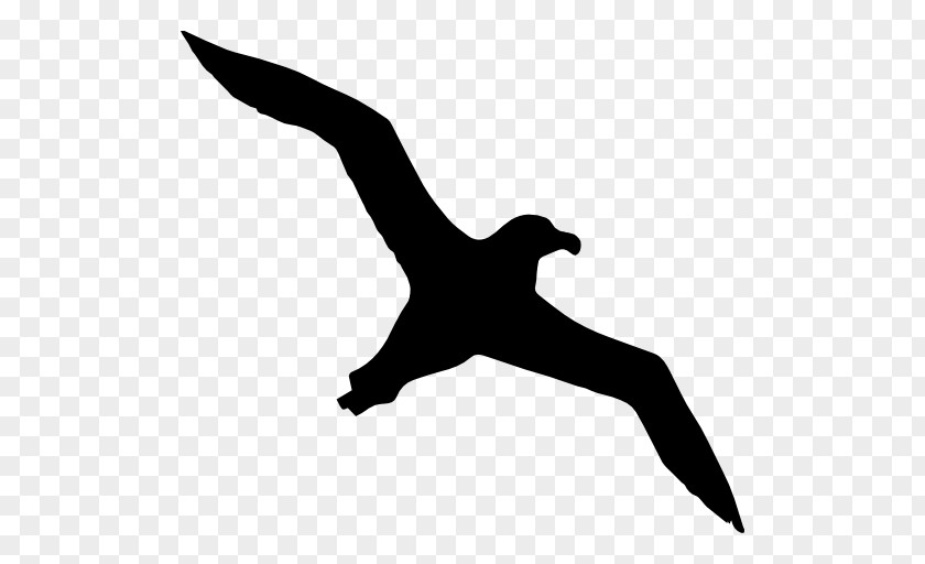 Albatross Bird Gulls Mollymawk Silhouette PNG