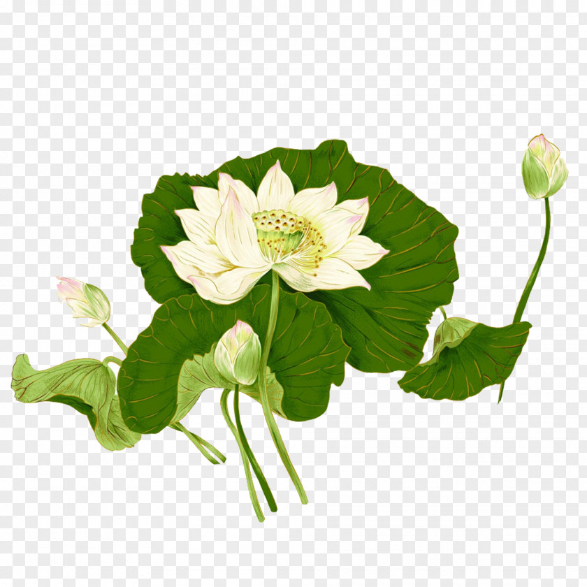 Bunga Sacred Lotus Image Illustration Art PNG