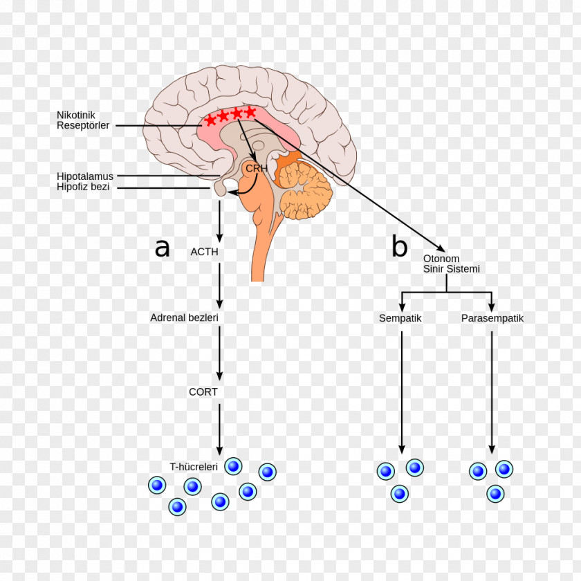 Design Bulbar Palsy Animal Diagram PNG