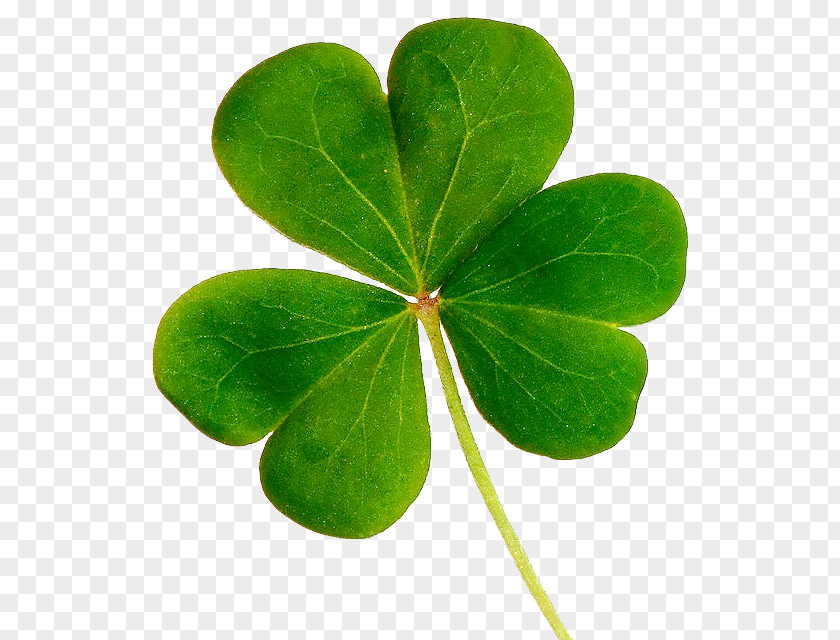 Lucky Clover Shamrock Republic Of Ireland Saint Patrick's Day United States PNG