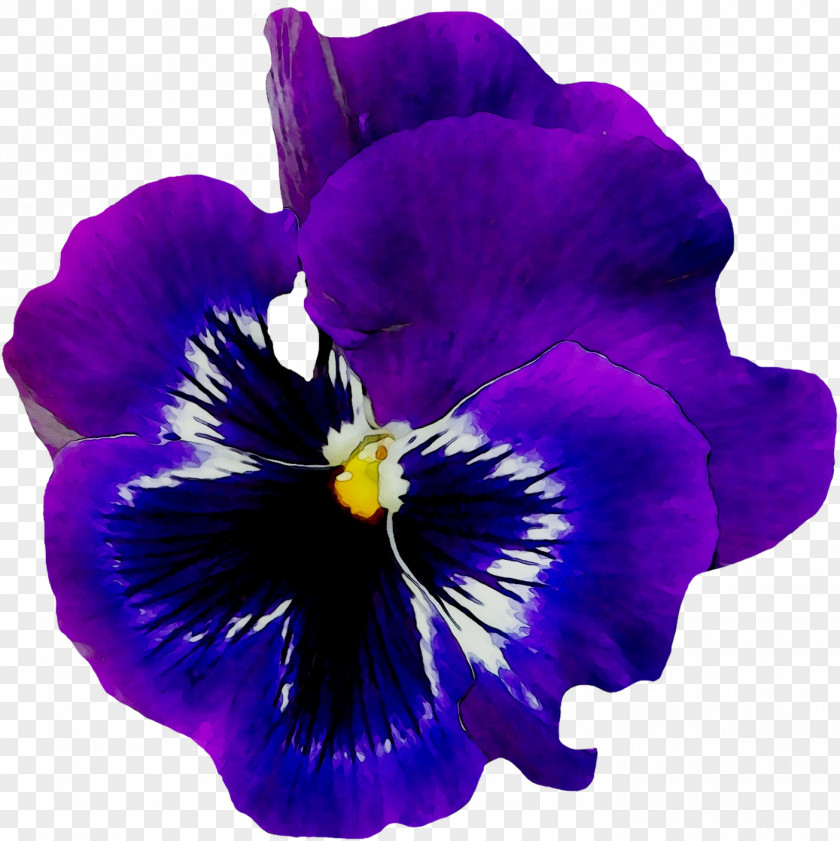 Pansy Flower African Violets Common Blue Violet PNG