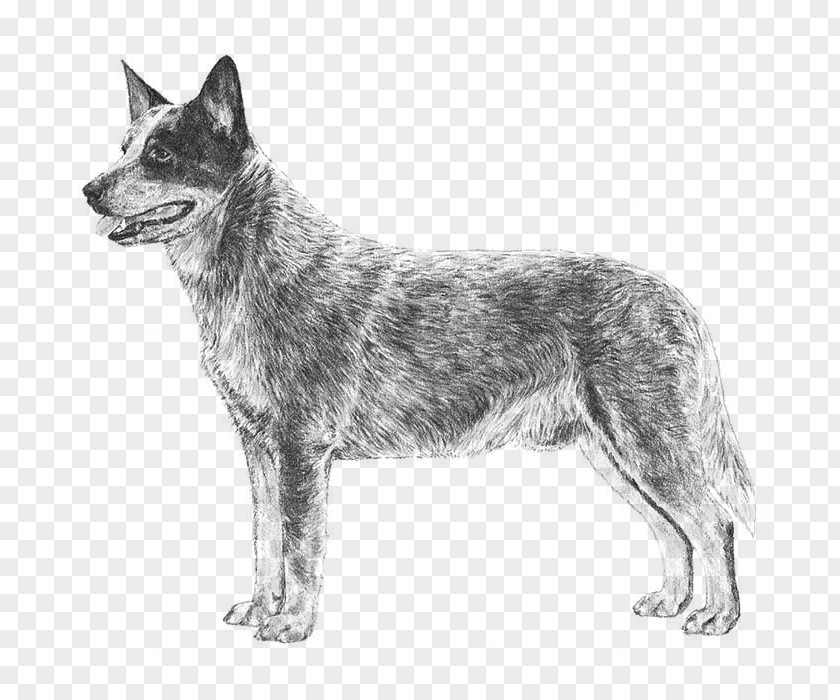 Puppy Australian Cattle Dog Stumpy Tail Kelpie PNG