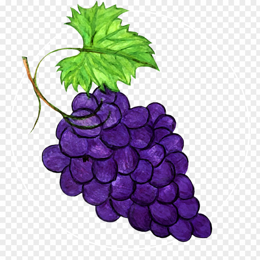 Purple Fruit Grape Leaves Seedless Grapevine Family Vitis PNG